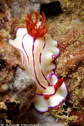 Hypselodoris emma. Picture taken on the second reef off N... by Anouk Houben 